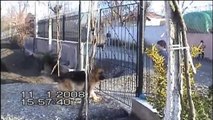 German Shepherd Barking at The Litle Kid with a Dog