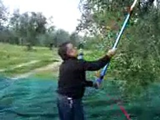 Raccolta olive con scuotitore Berardino e Lilino