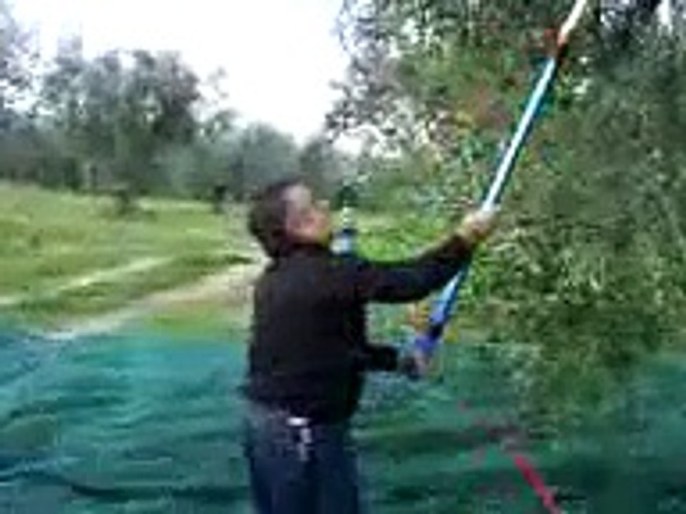 Raccolta olive con scuotitore Berardino e Lilino