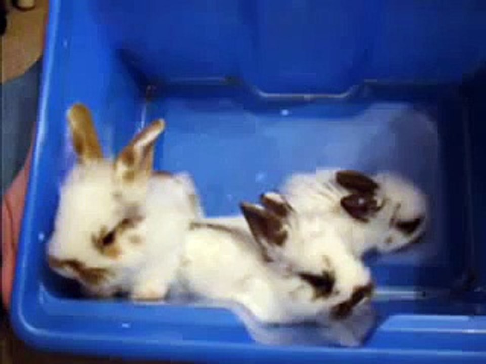 baby rabbits now 3 weeks old