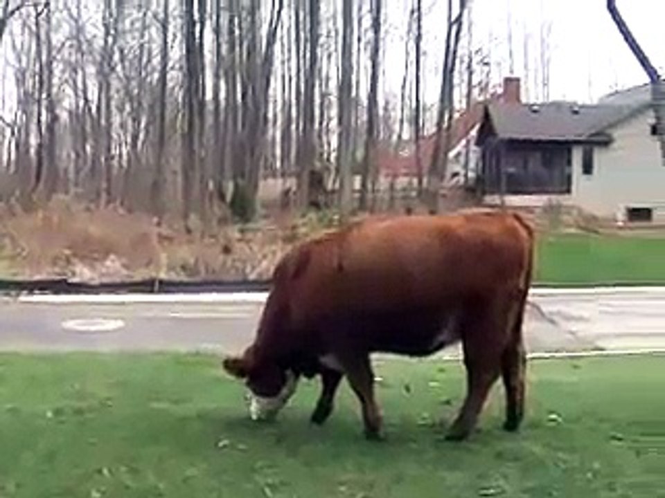 Cow Gone Wild