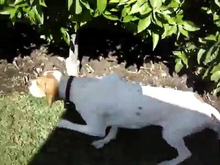 My pointer dog Simon, just playing searching