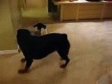 Rottweiler VS. Cat - who really wears the pants...