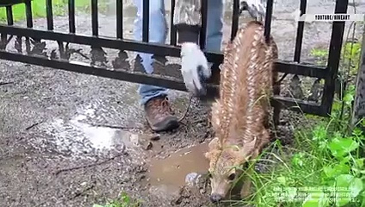 Bu gece size iyi insanların videosuyla iyi geceler diliyoruz...