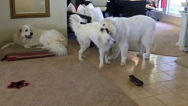 Lucy the Funny Great Pyrenees Puppy Sitting Hilarious