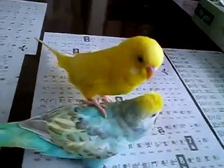 セキセイインコ交尾　手のひらで・・・