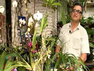 Las curiosidades detrás de una bella flor