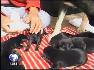 Asociación protectora de animales celebra sus logros del año