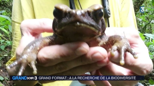 50 scientifiques recensent la biodiversité en Guyane