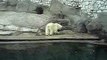 Russian Bear in Moscow Zoo - Zoos are cruel