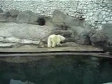 Russian Bear in Moscow Zoo - Zoos are cruel
