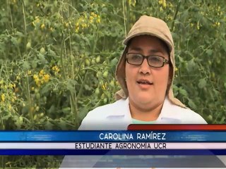 En Costa Rica también se producen tomates de colores