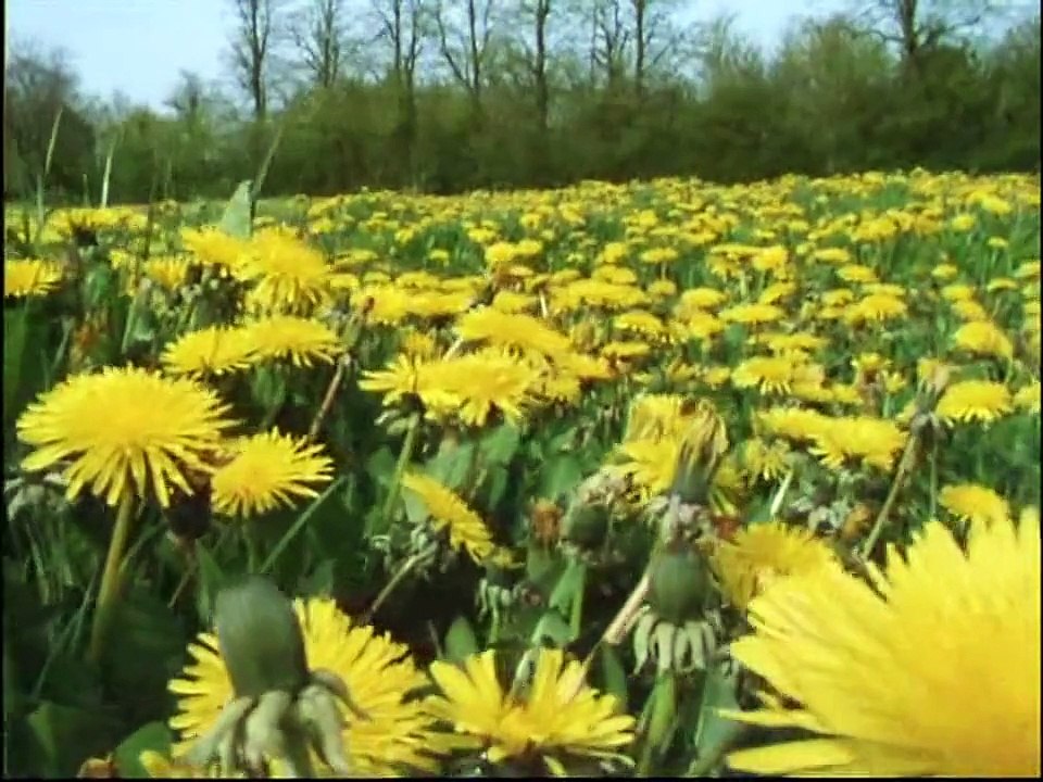 Karahindiba & Kavak tohumu