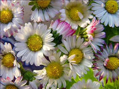 Hazrat Hussain (RA) Aur Hazrat Hassan (RA) - Maulana Tariq Jameel