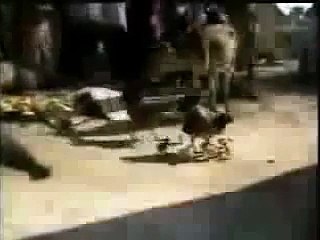 Vaca Se come un Pollito.