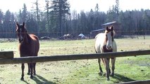 Horses - Comox Valley in HD