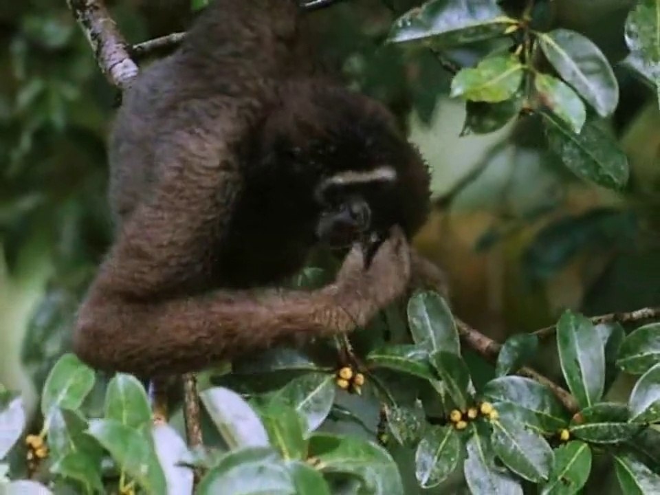 Bitkilerin tohum taşıtma yöntemleri