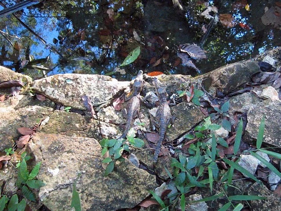 Selva Lacandona Tres Lagunas