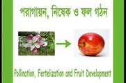 Pollination, Fertilization and Fruit Development