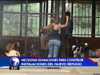 Una organización busca ayuda para construir un hogar para 80 perros