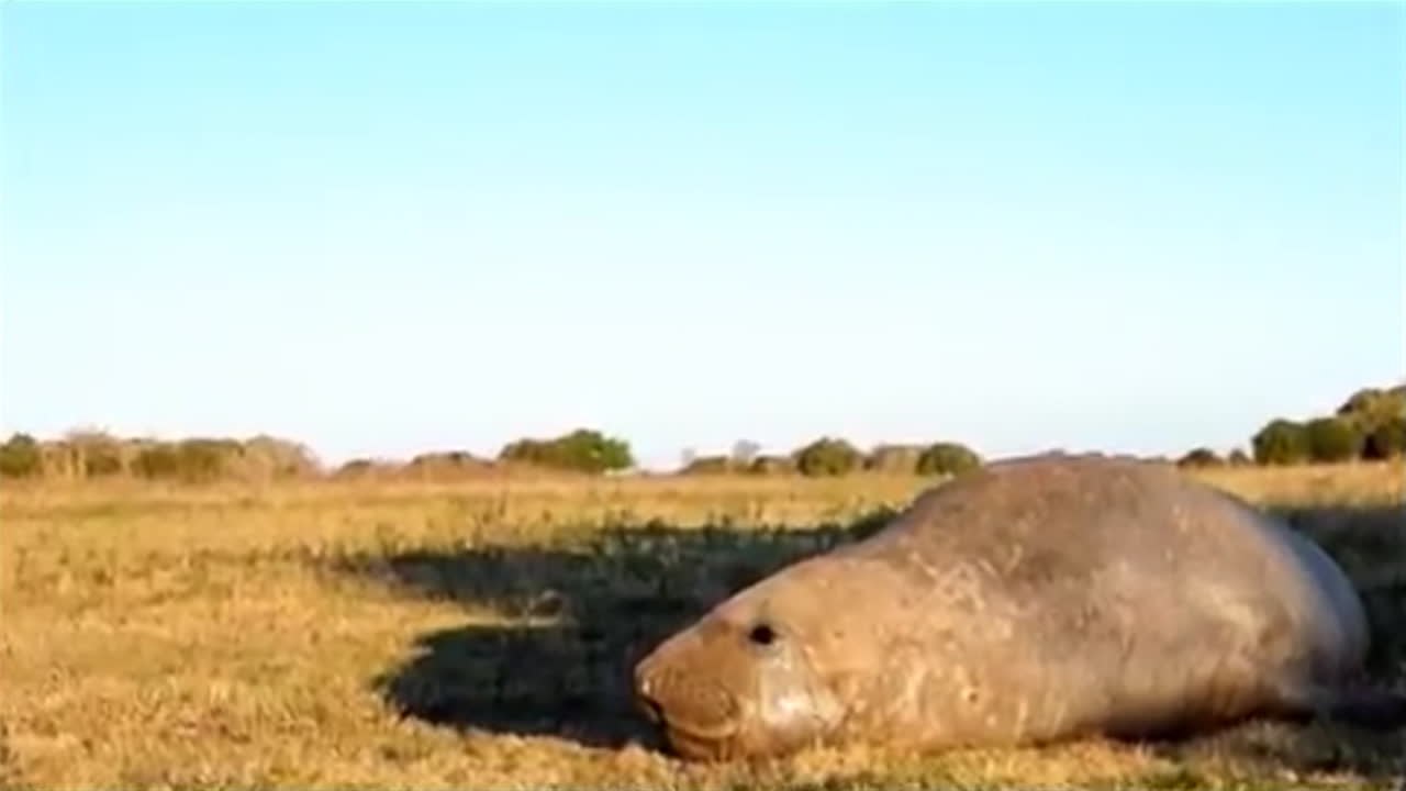Will er sich sonnen? See-Elefant verirrt sich auf argentinischer Farm