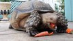 Sulcata tortoise pet eating carrot--HD
