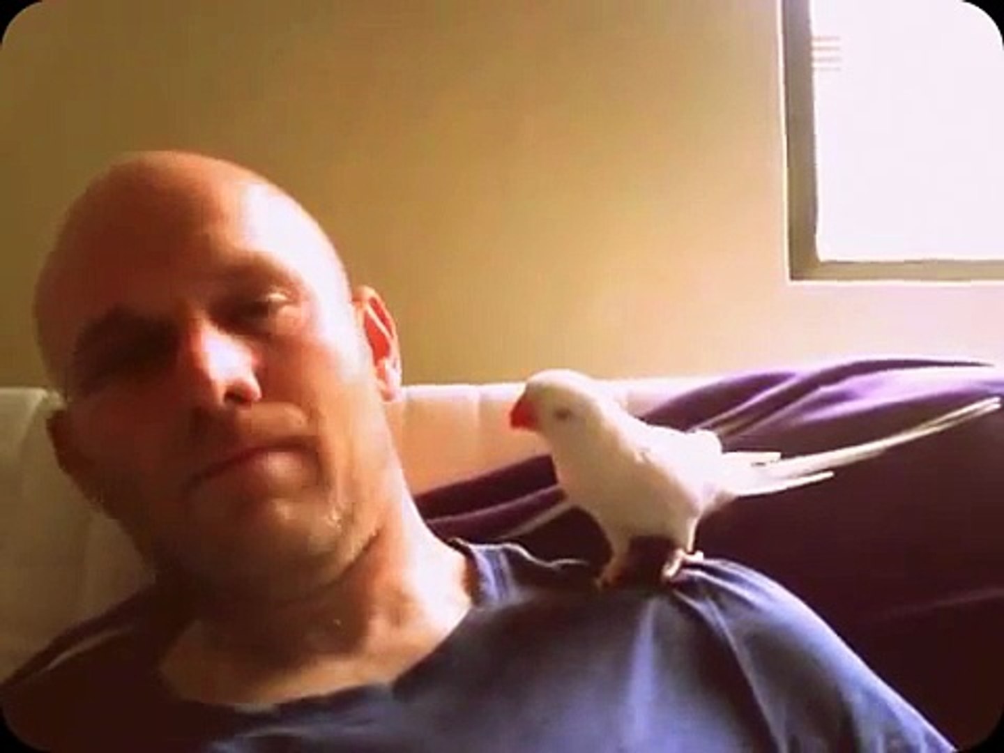 Selene The Indian Ring Neck Parakeet Misbehaving on My Left Shoulder