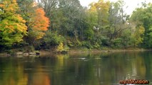 The Day of Flying Herons Egrets Kingfisher catching Fish ~ Fix 