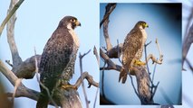 Peregrine Falcons