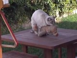 Cat Making Love To Tiger , Cat humping a stuff tigger