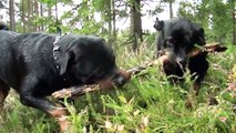 Rottweilers are beautiful III