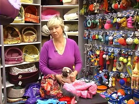 Одеваем Собак: Как И Зачем . Все О Домашних Животных.