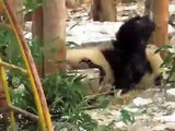 Crazy Panda Plays with Tree-stub最有自娱天分的熊猫