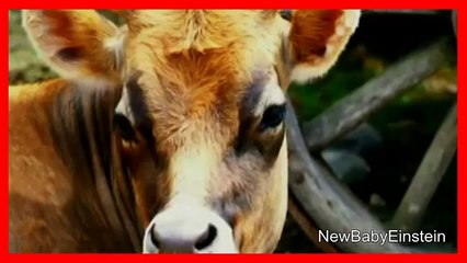 Baby Eisntein Funny   Music Festival Part 2   Baby Mozart 2015