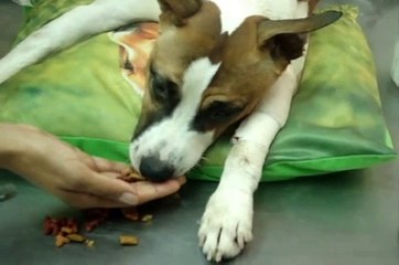 Trauma craneal y cervical canino ,