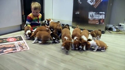 16 Basenji puppies will melt your heart!