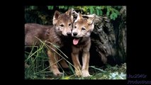 Wolves, images and sounds of their habitat