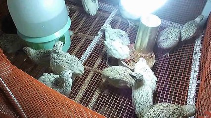 طائر السمان . كيفية التربية بطريقه عمليه بسيطة جدا