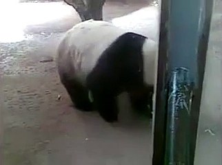 Giant Panda Lei Lei in ZhengZhou Zoo 2008