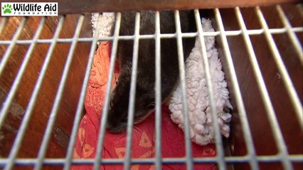 GoPro Underwater Video of a Wild Otter Swimming