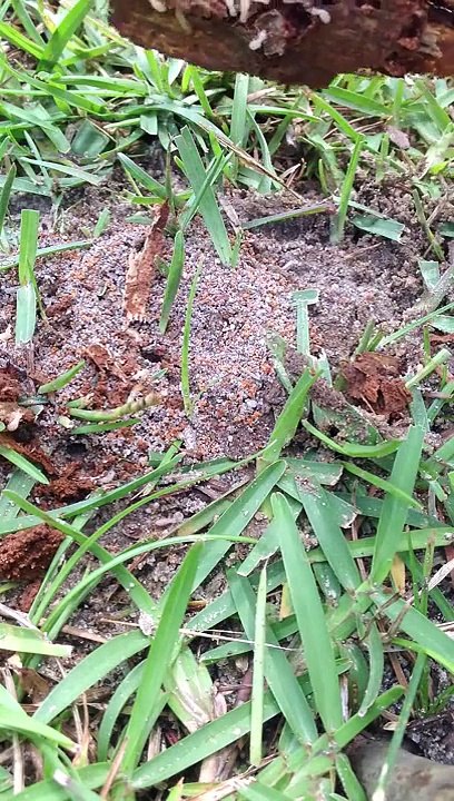 Ants and termites, Fayetteville NC