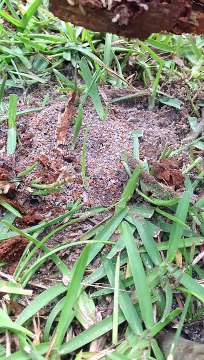 Ants and termites, Fayetteville NC