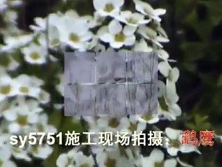 Hawk 鹞鹰 Hawk Bird,VSP