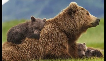 Bears (2014) Full Movie HD Quality