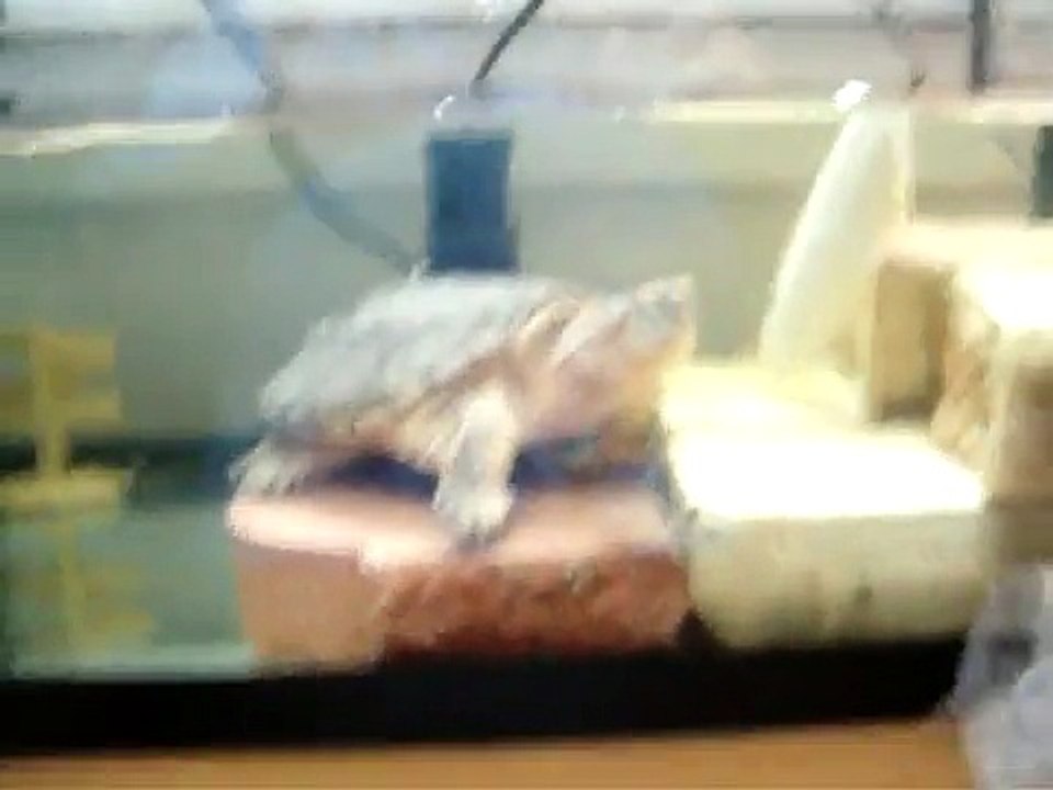 snapping turtle vs crawfish