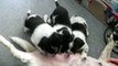 4 week old Australian cattle dog - border collie pups nursing