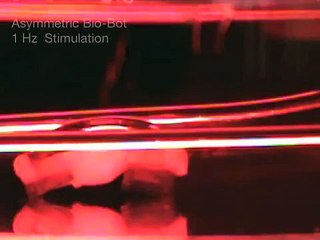 Robô biológico produzido com uma impressora 3D