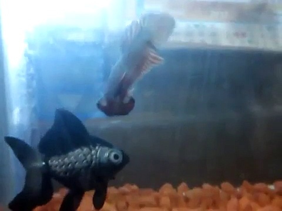 Betta peleando con pez de adorno.