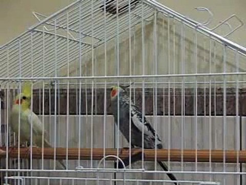 Calopsita macho cantando pra fêmea! Male Cokatiel singing!