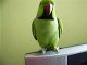 Talking indian ringneck parrot bird Tajj 2